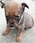Draco