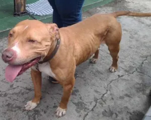 Cachorro raça Pit-Bull idade 2 anos nome Balto