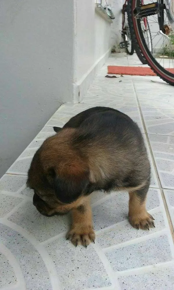 Cachorro ra a SRD idade Abaixo de 2 meses nome marrom