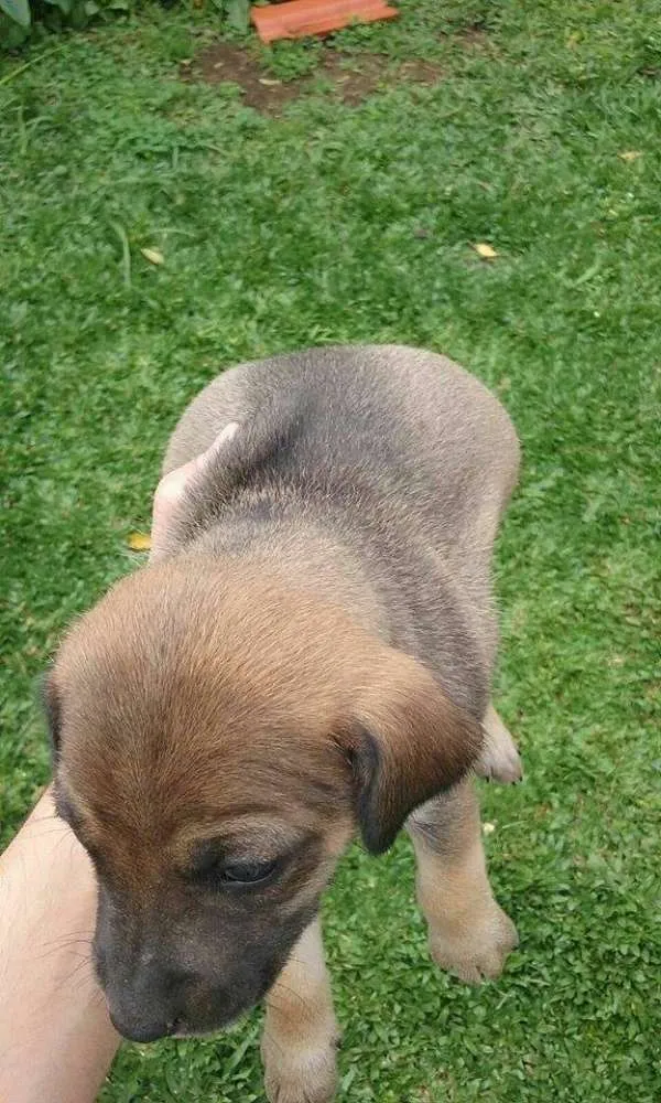 Cachorro ra a SRD idade Abaixo de 2 meses nome preferida