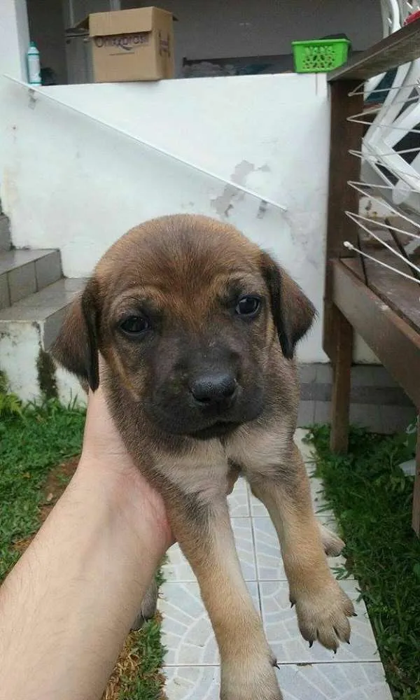 Cachorro ra a SRD idade Abaixo de 2 meses nome preferida