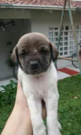 piratinha
