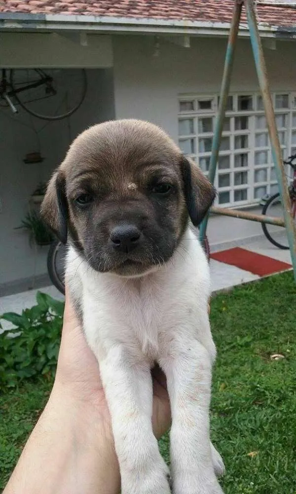 Cachorro ra a SRD idade Abaixo de 2 meses nome piratinha