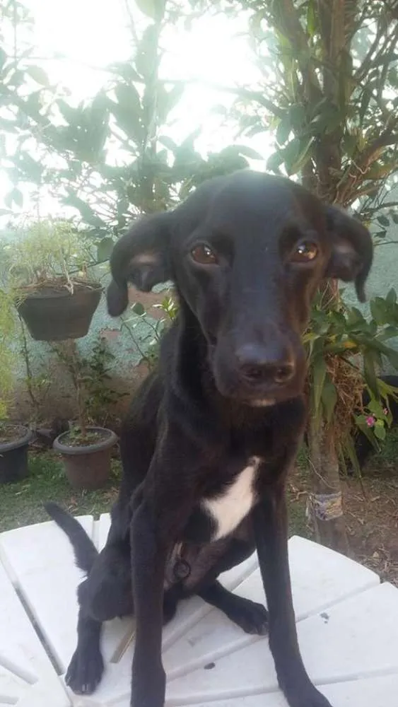 Cachorro raça SRD idade 7 a 11 meses nome Bob, Beto, Billy, B