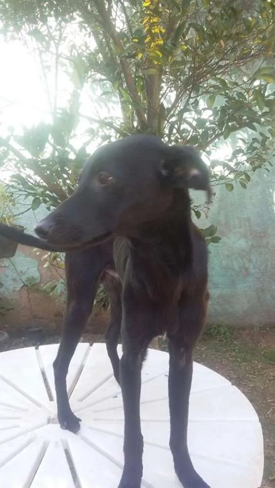 Cachorro raça SRD idade 7 a 11 meses nome Bob, Beto, Billy, B