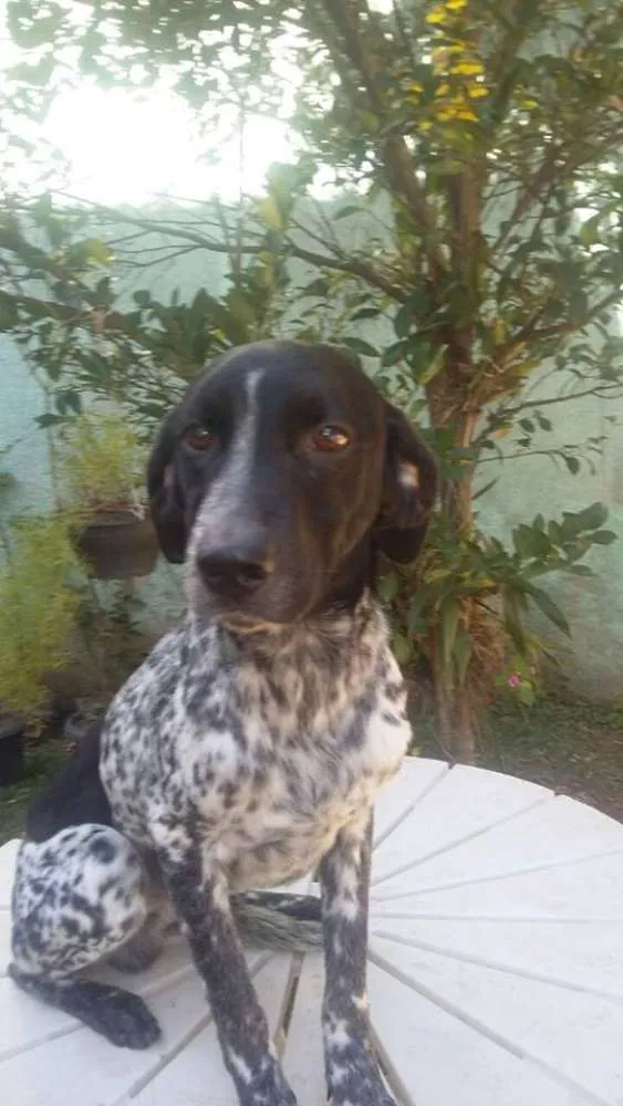 Cachorro raça SRD idade 7 a 11 meses nome Bob, Beto, Billy, B