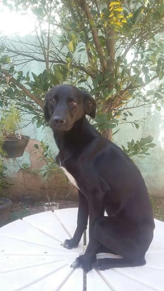 Cachorro raça SRD idade 7 a 11 meses nome Bob, Beto, Billy, B