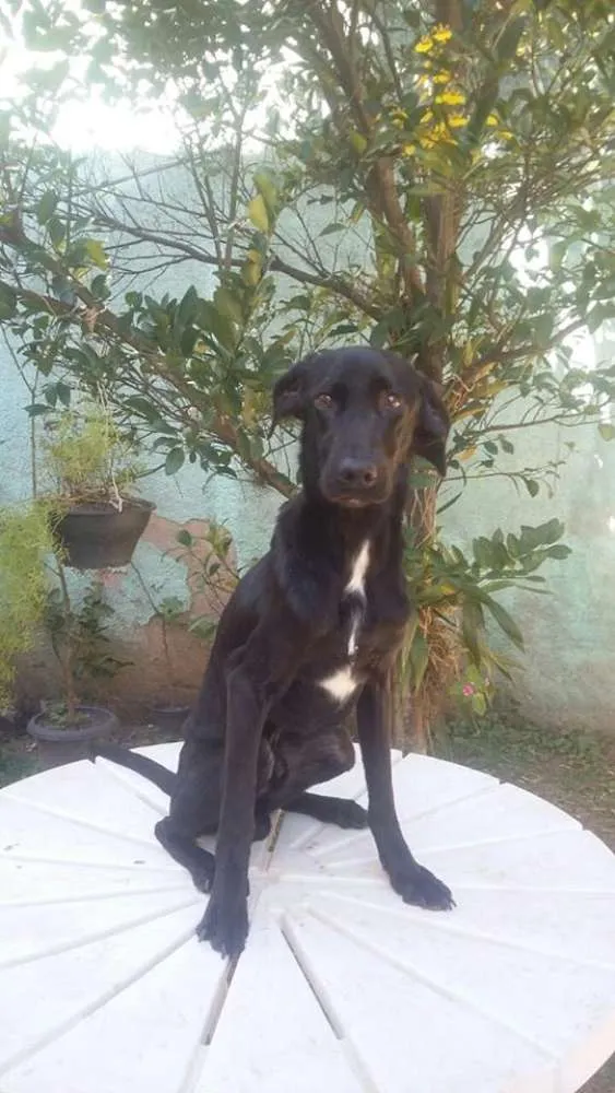 Cachorro raça SRD idade 7 a 11 meses nome Bob, Beto, Billy, B