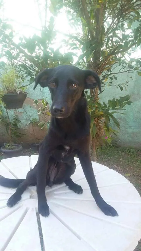 Cachorro raça SRD idade 7 a 11 meses nome Bob, Beto, Billy, B