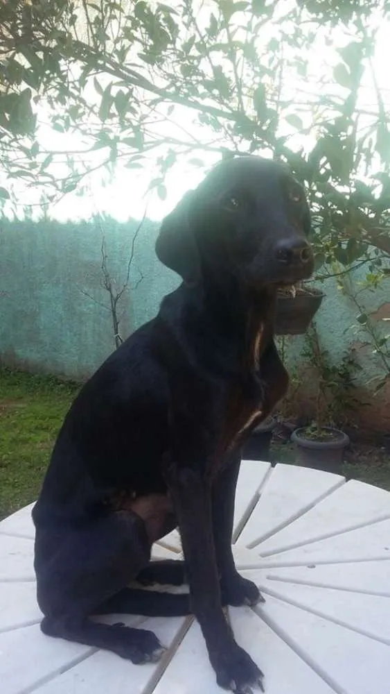 Cachorro raça SRD idade 7 a 11 meses nome Bob, Beto, Billy, B