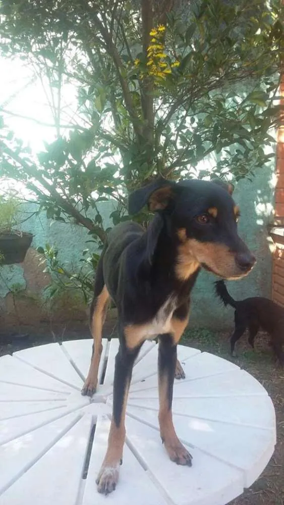 Cachorro raça SRD idade 7 a 11 meses nome Bob, Beto, Billy, B