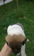 piratinha