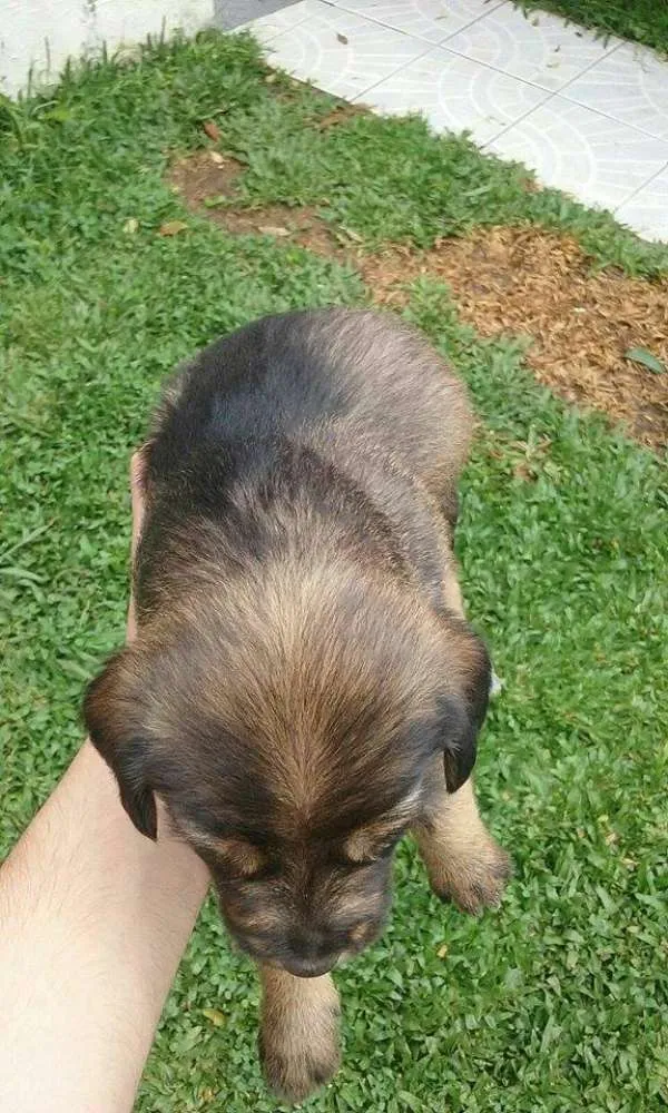 Cachorro ra a SRD idade Abaixo de 2 meses nome ursa