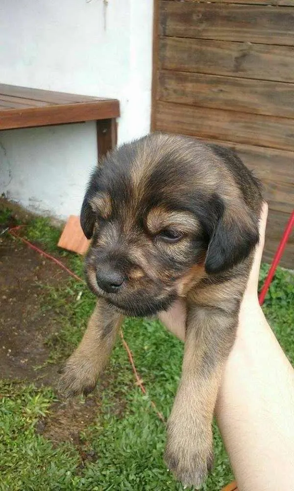 Cachorro ra a SRD idade Abaixo de 2 meses nome ursa