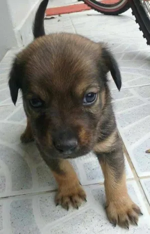 Cachorro raça SRD idade Abaixo de 2 meses nome marrom