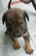 marrom