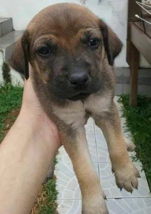 Cachorro raça SRD idade Abaixo de 2 meses nome preferida