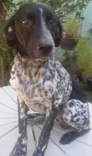 Cachorro raça SRD idade 7 a 11 meses nome Bob, Beto, Billy, B