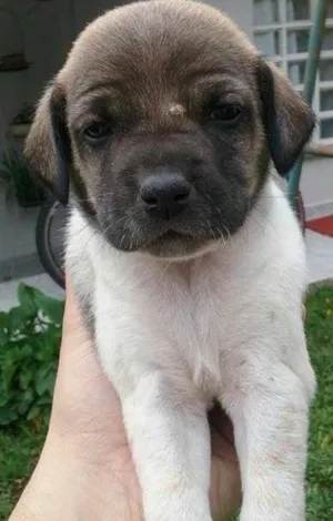 Cachorro raça SRD idade Abaixo de 2 meses nome piratinha