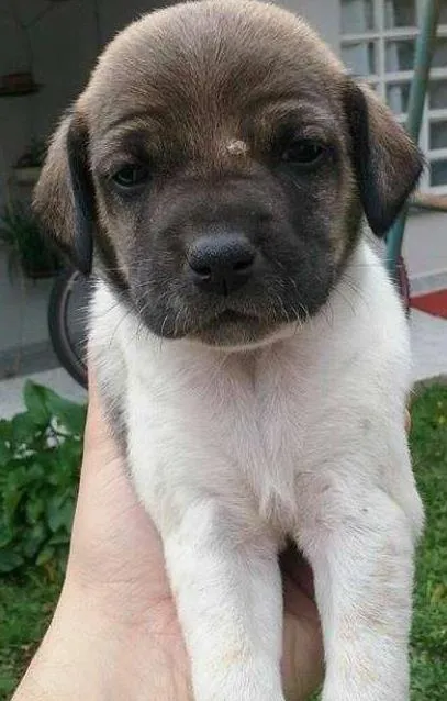 Cachorro ra a SRD idade Abaixo de 2 meses nome piratinha