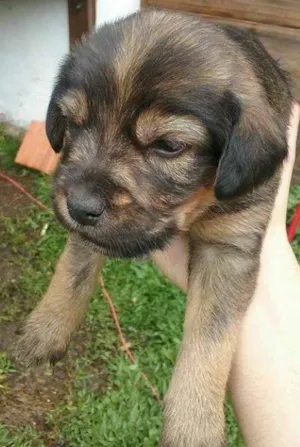 Cachorro raça SRD idade Abaixo de 2 meses nome ursa