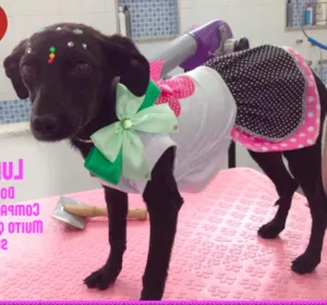 Cachorro raça SRD idade 7 a 11 meses nome Luna
