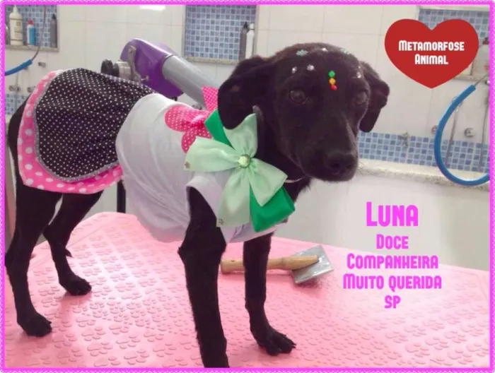 Cachorro ra a SRD idade 7 a 11 meses nome Luna