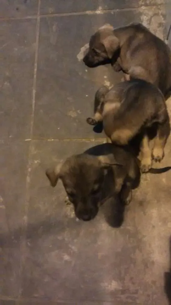 Cachorro ra a show show misto idade 1 ano nome Riana