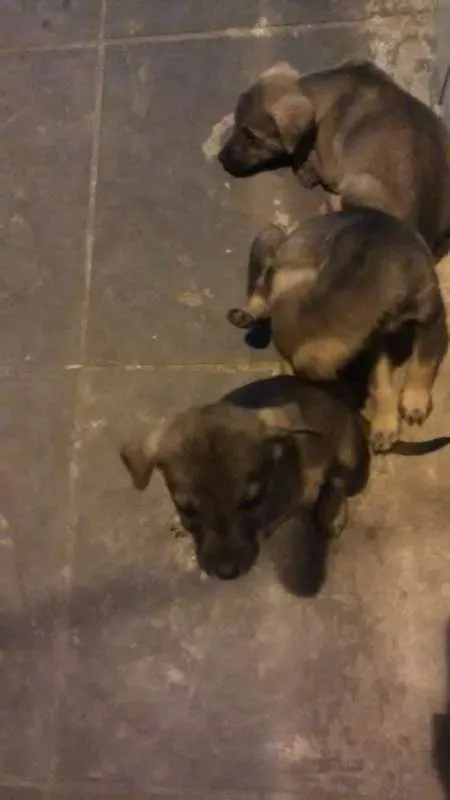 Cachorro ra a show show misto idade 1 ano nome Riana
