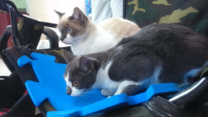Gato ra a SRD idade 2 a 6 meses nome Nina e Kika