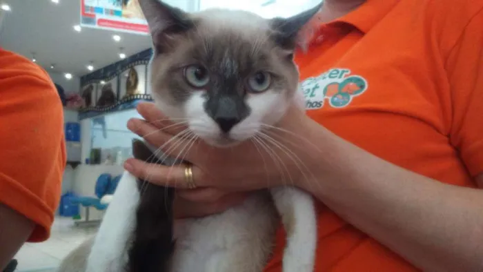 Gato ra a SRD idade 2 a 6 meses nome Nina e Kika