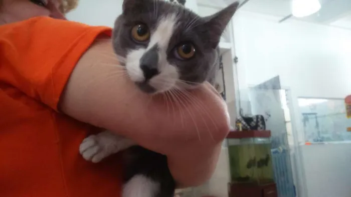 Gato ra a SRD idade 2 a 6 meses nome Nina e Kika