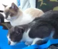 Nina e Kika
