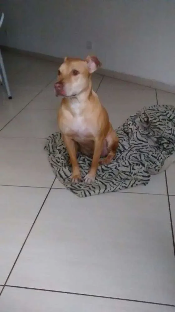 Cachorro ra a Pit-Bull idade 3 anos nome Laisa
