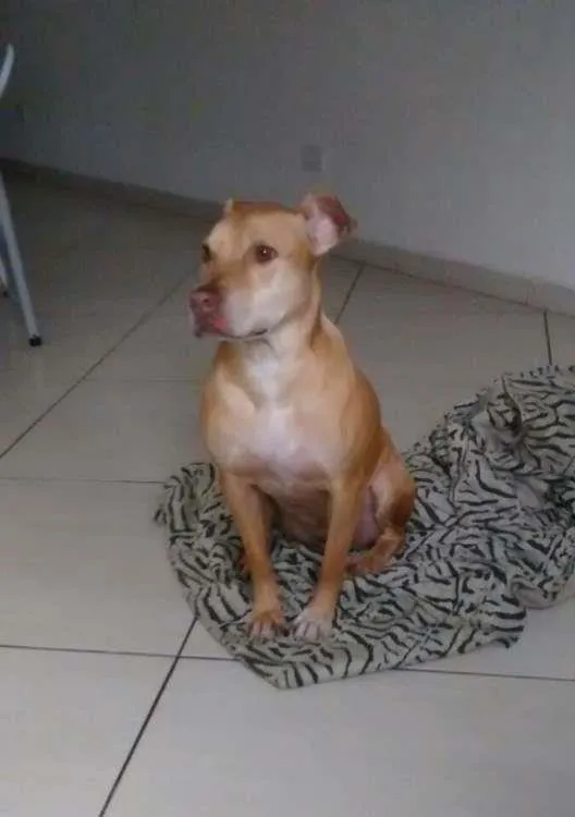Cachorro ra a Pit-Bull idade 3 anos nome Laisa