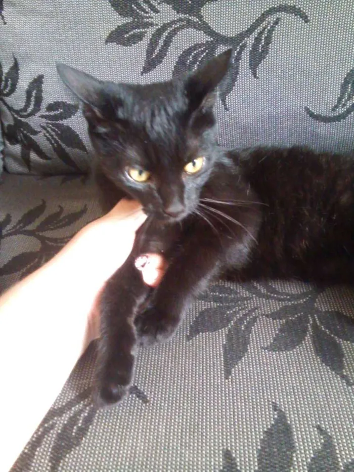 Gato raça sem raça idade 7 a 11 meses nome ana e clara