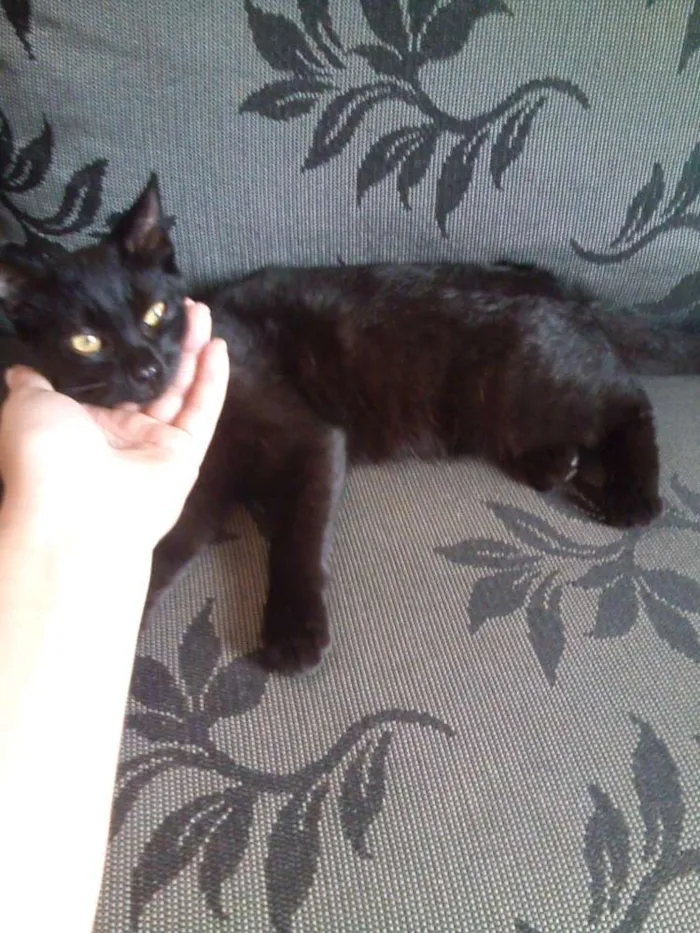 Gato raça sem raça idade 7 a 11 meses nome ana e clara