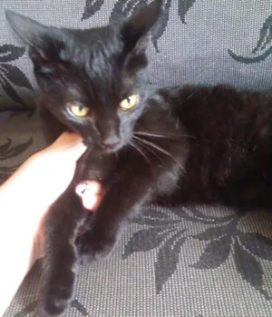 Gato raça sem raça idade 7 a 11 meses nome ana e clara