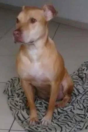 Cachorro ra a Pit-Bull idade 3 anos nome Laisa