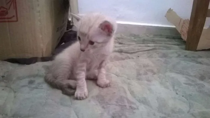 Gato ra a Siamês idade Abaixo de 2 meses nome Siamês