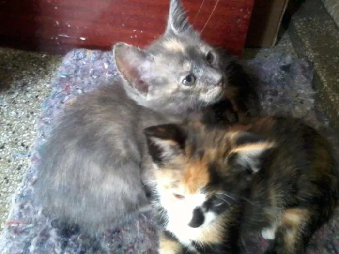 Gato ra a  idade Abaixo de 2 meses nome **