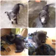 PELUDINHO