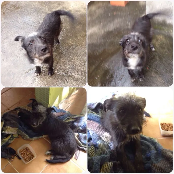 Cachorro ra a SRD idade 7 a 11 meses nome PELUDINHO