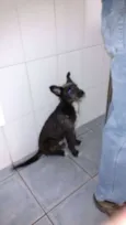 PELUDINHO
