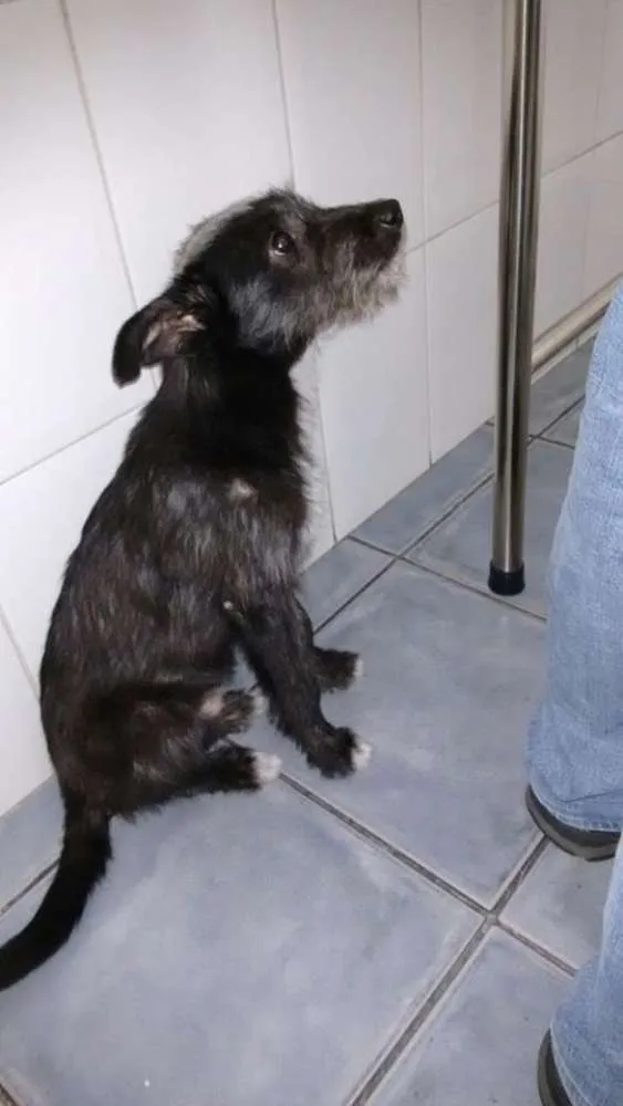 Cachorro ra a SRD idade 7 a 11 meses nome PELUDINHO