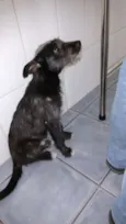 PELUDINHO