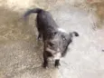 PELUDINHO