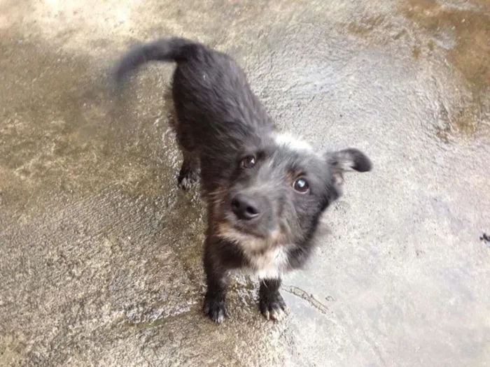 Cachorro ra a SRD idade 7 a 11 meses nome PELUDINHO