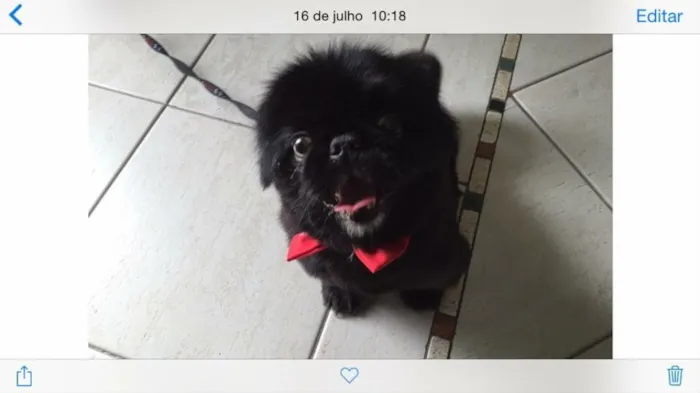 Cachorro ra a Pequines idade 4 anos nome Akon