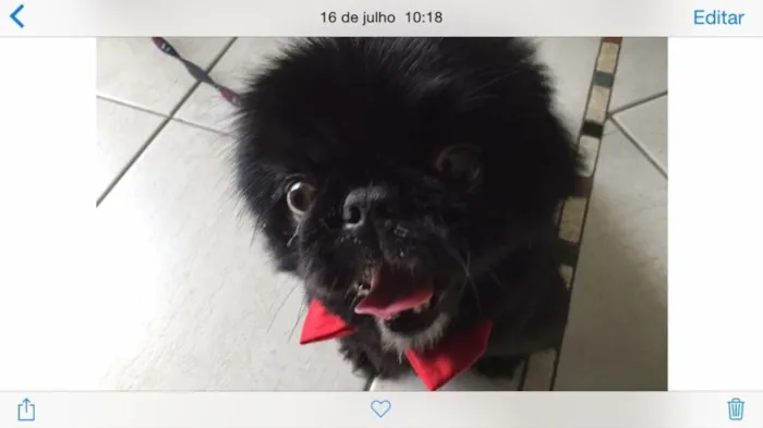 Cachorro ra a Pequines idade 4 anos nome Akon